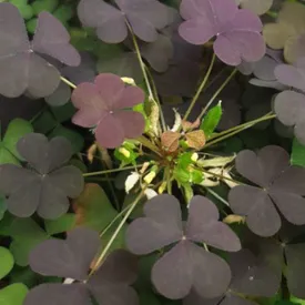 Лист микрозелени кислицы мелкой, 1 шт.